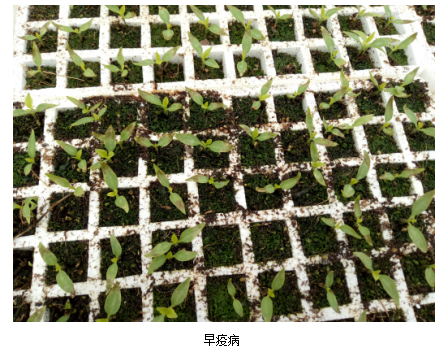 1513331609863011uJVl.png blob.png