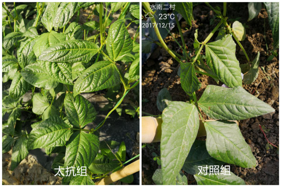 1515669069841856ITJB.png blob.png