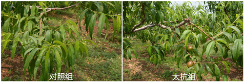 1527748081445090KnAm.png 圖片1.png