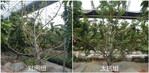 1527752226146787T81t.png 圖片3.png