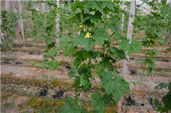 1539162015482725LVzn.png 圖片8.png