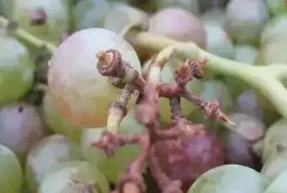 1554772469540670n0gw.png 圖片5.png